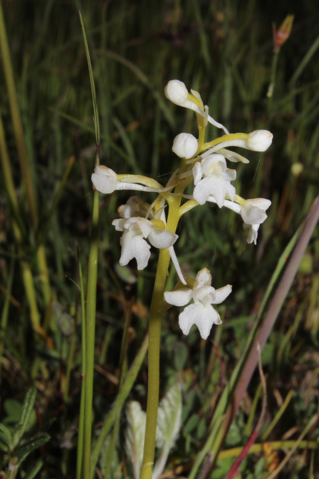 Orchidee dal promontorio del Gargano